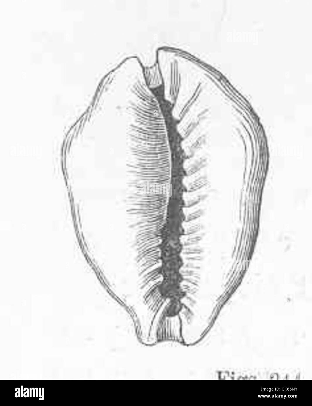 Chyprea moneta, communément connu sous le nom de Money Cowrie, est une espèce de mollusque gastéropode marin, remarquable pour sa coquille ovale brillante, qui a historiquement été utilisée comme monnaie d'échange dans diverses cultures. Banque D'Images