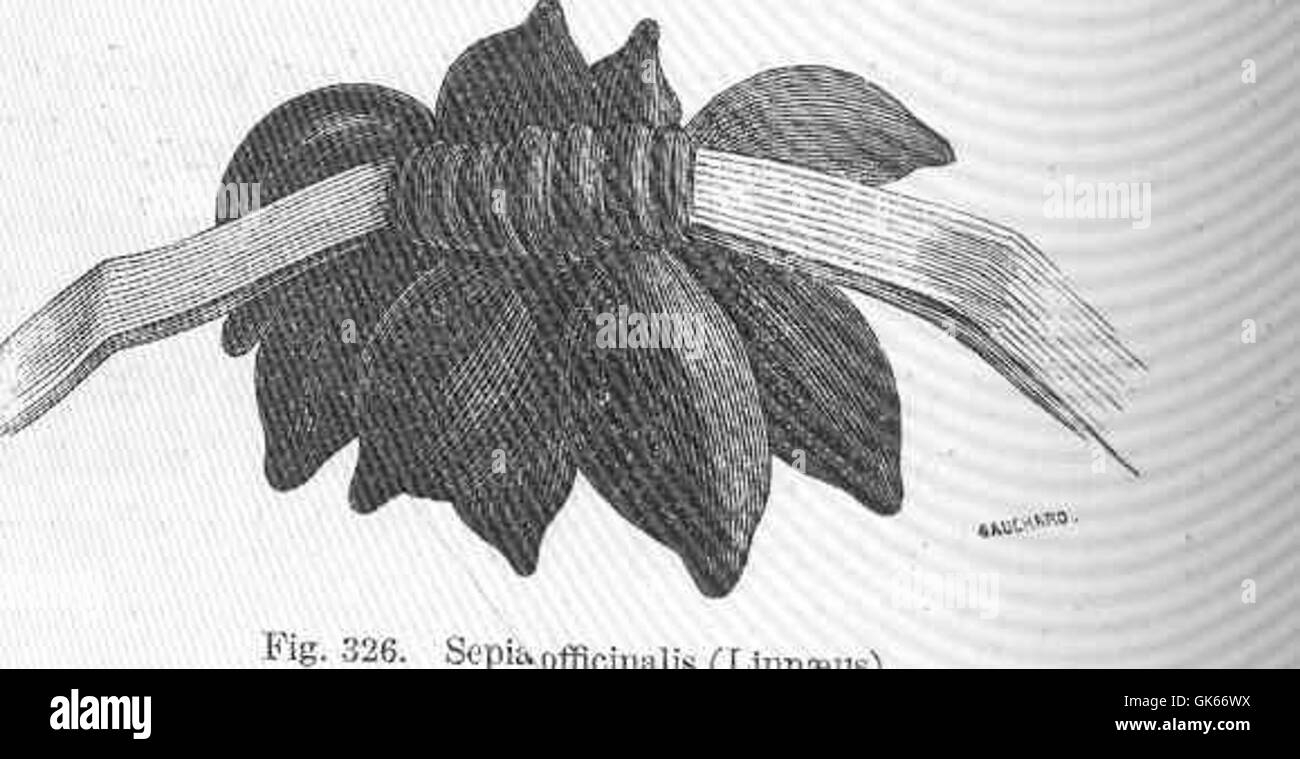 Le sépia officinalis, communément appelé seiche commune, est une espèce de céphalopodes que l'on trouve dans les eaux méditerranéennes et atlantiques. Il est connu pour sa capacité à changer de couleur et ses grandes ailettes proéminentes. Banque D'Images