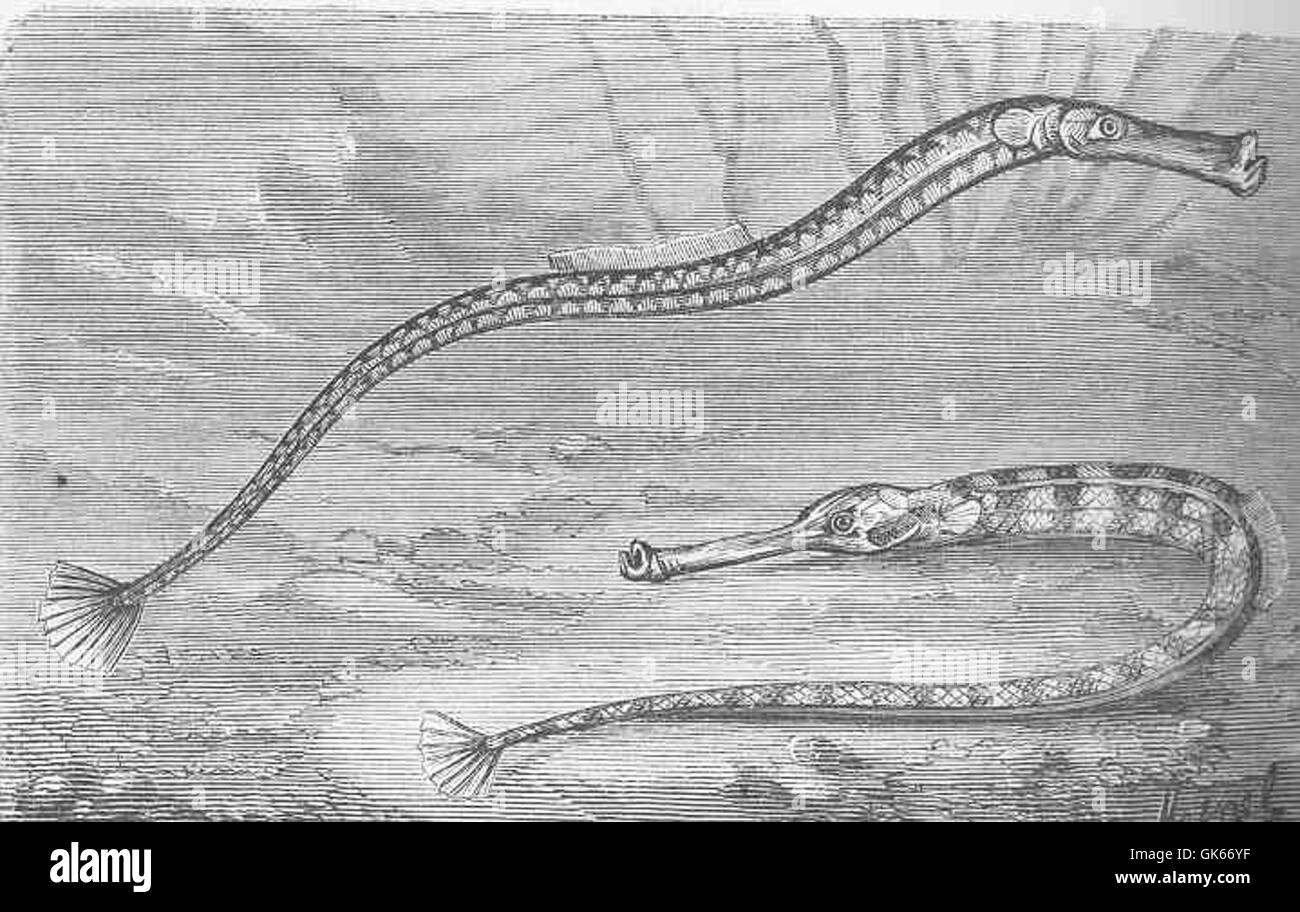 Le cornichon trompette (Syngnathus), une espèce de la famille des Syngnathidae, se caractérise par son long corps tubulaire et son museau étendu. Présent dans les eaux côtières peu profondes, il se nourrit de petits invertébrés, jouant un rôle important dans la chaîne alimentaire marine. Son aspect unique en fait l'une des espèces les plus intéressantes dans les environnements marins côtiers. Banque D'Images