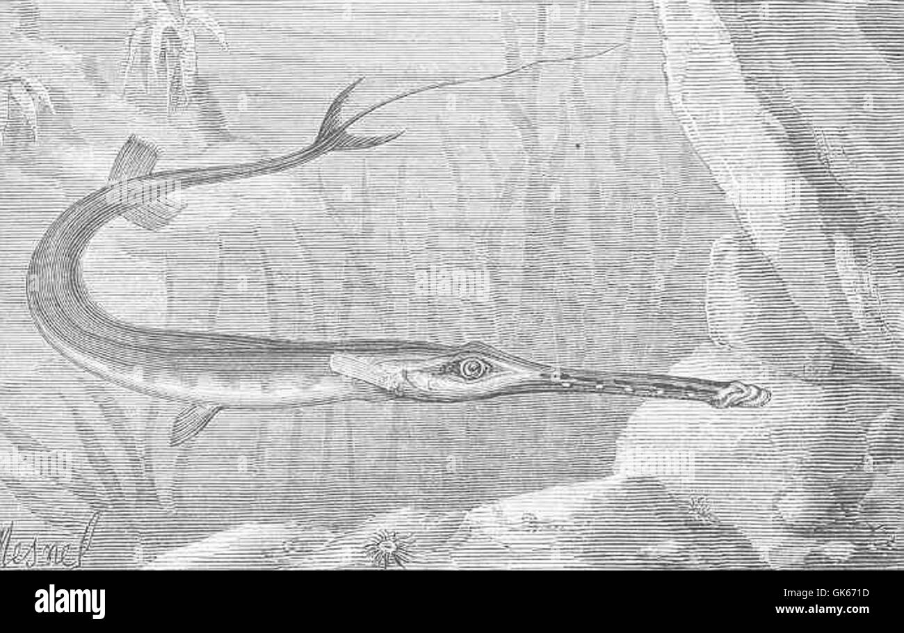 *Fistularia tabacaria*, communément appelé le poisson-cornet, reconnu pour son corps allongé et tubulaire et son aspect unique. Cette espèce se trouve dans les eaux peu profondes, souvent près des récifs coralliens et des herbiers marins. Banque D'Images