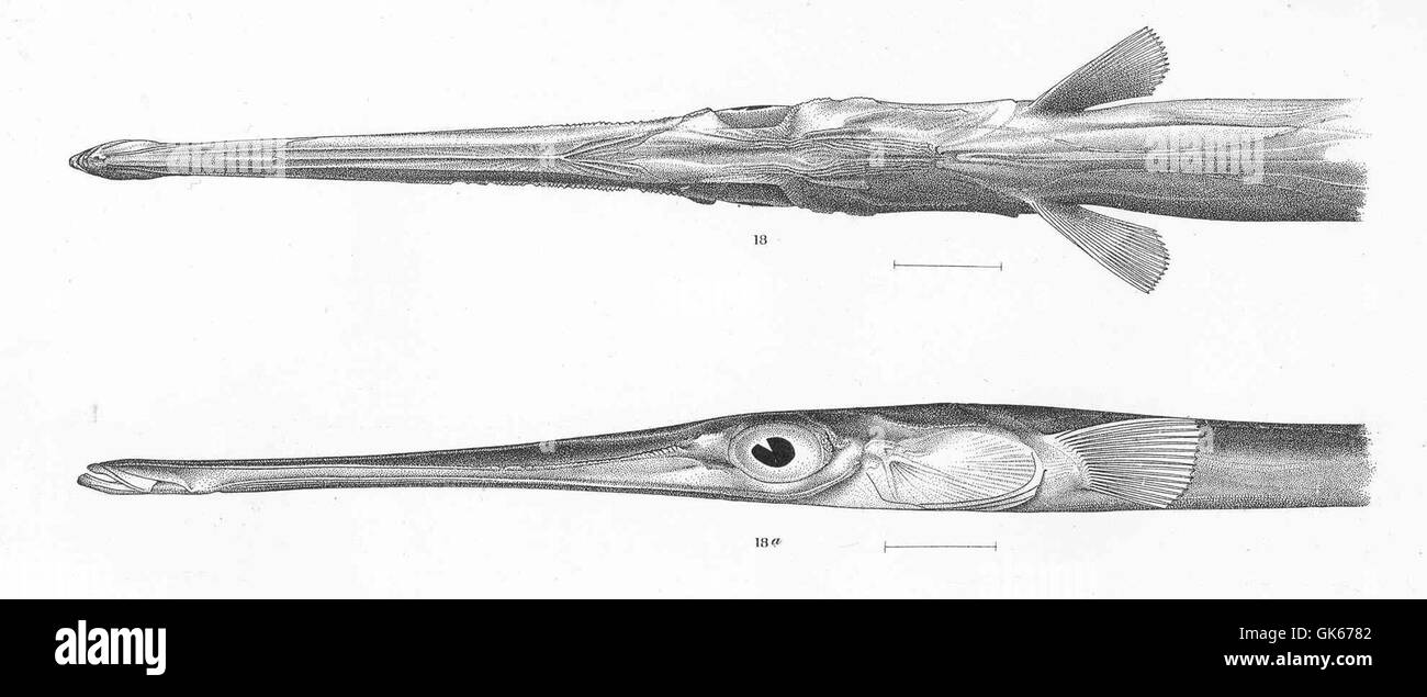 Fistularia cornela, une espèce de poisson commun, a été décrite pour la première fois par Gilbert et Starks. Le spécimen type a été recueilli au Panama, et cette espèce est connue pour son corps allongé et sa bouche tubulaire unique utilisée pour l'alimentation. Banque D'Images