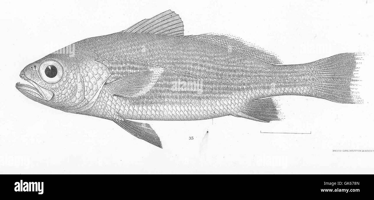 Odontoscion xanthops Gilbert, spécimen type de cette espèce de poisson, a été découvert au Panama. Cette espèce fait partie de la famille des poissons connus pour leur structure de bouche distinctive et leur coloration jaune. Banque D'Images