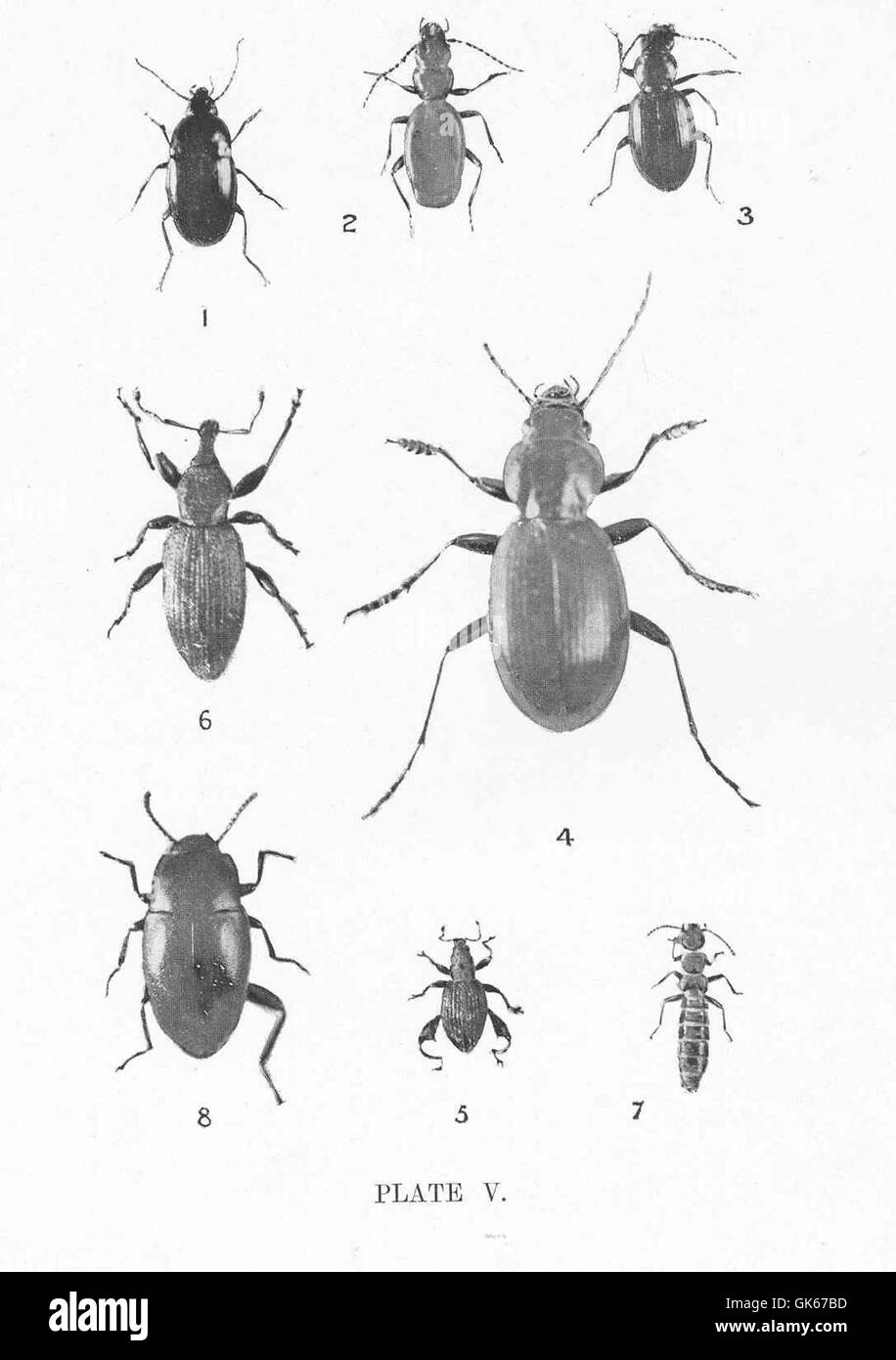 Cette collection de coléoptères des îles sub-antarctiques de Nouvelle-Zélande fournit de précieuses informations sur la diversité des insectes et leur adaptation dans les écosystèmes froids et isolés. Banque D'Images