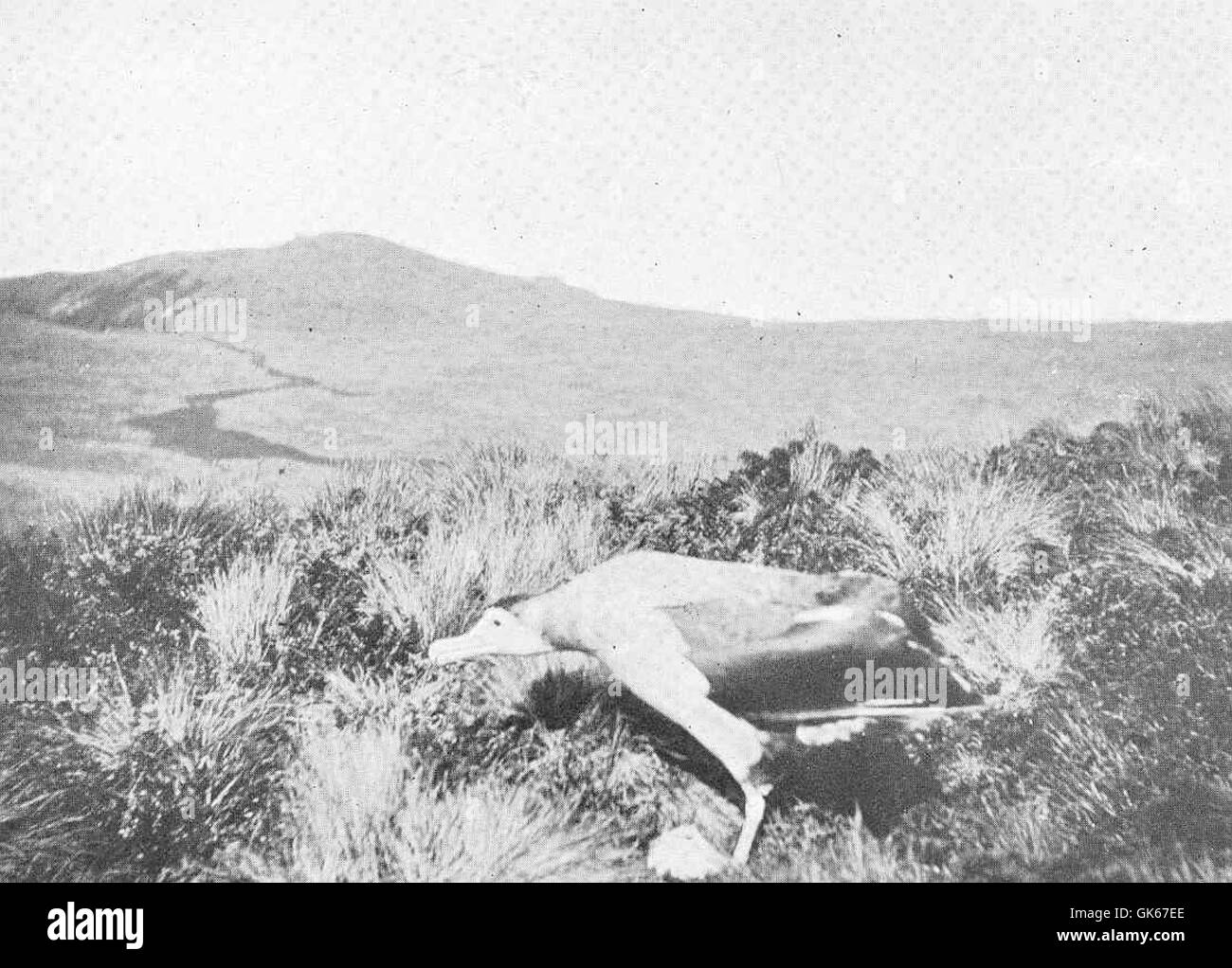 L’albatros errant (Diomedea exulans) se promène sur l’île des Antipodes, un lieu de reproduction isolé et important pour ce grand oiseau de mer. Banque D'Images