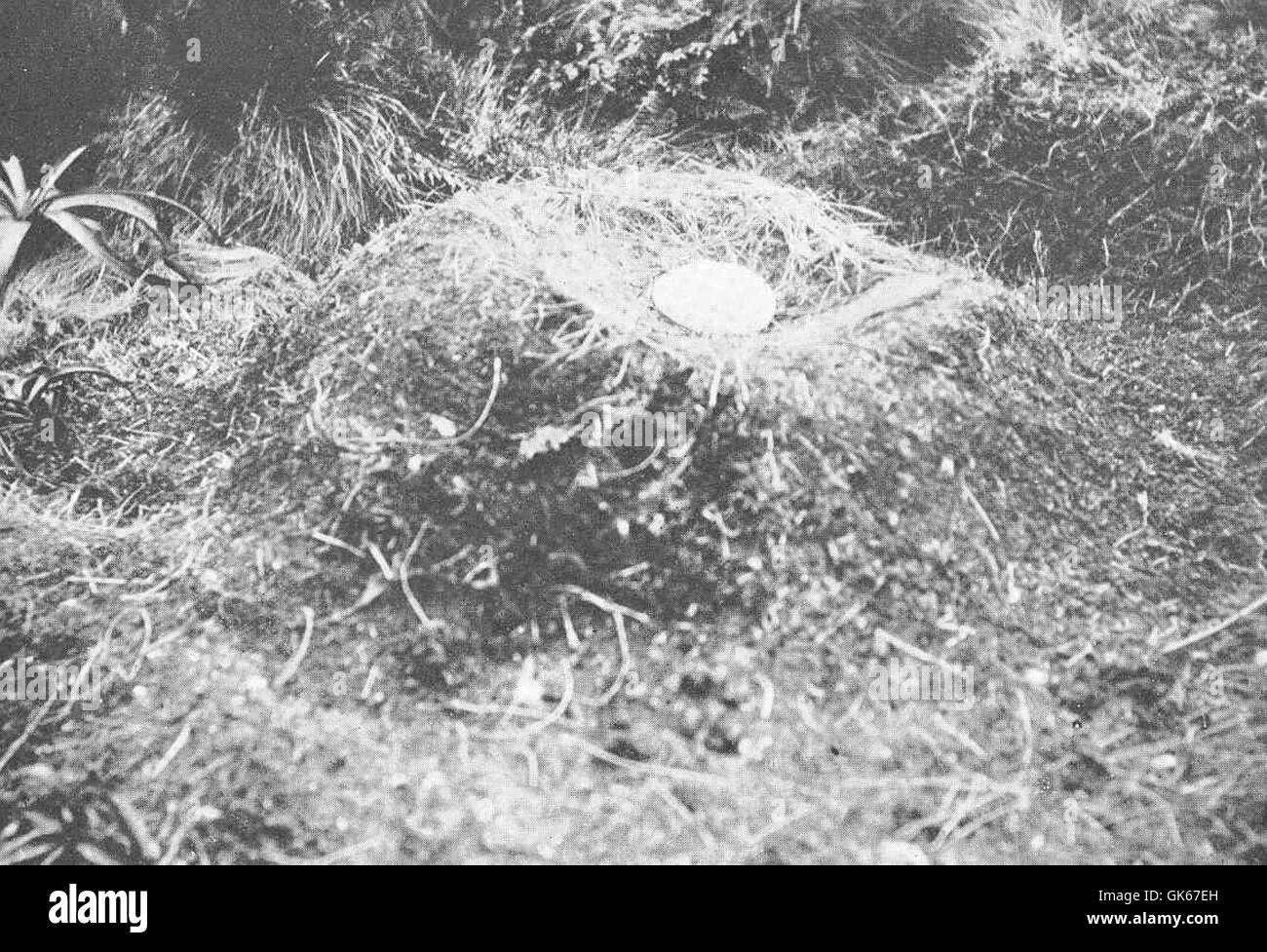 Le nid et l’œuf de l’Albatros royal (Diomedea regia) sont observés sur l’île Campbell, située dans la région subantarctique. Cette espèce est connue pour sa grande envergure et son comportement migratoire, avec une population reproductrice critique sur l'île. Banque D'Images