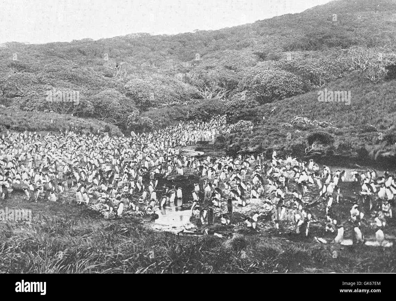 La colonie de pingouins sur les Snares, un groupe d'îles dans l'océan Austral, abrite diverses espèces de pingouins. Ces îles sont un terrain de reproduction critique pour les manchots dans la région. Banque D'Images