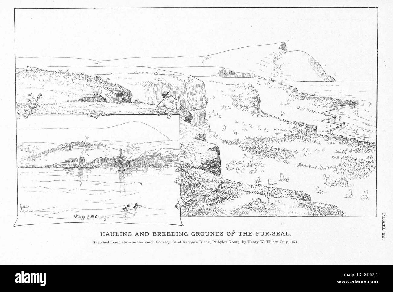 L'otarien à fourrure, connu pour sa fourrure épaisse, sort sur les aires de reproduction côtières pour se reproduire et se reposer. Ces motifs sont essentiels au cycle de vie et à la conservation de l'espèce. Banque D'Images