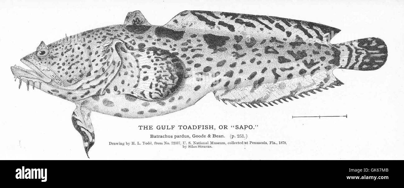 Le crapaud du Golfe (Opsanus beta), également connu sous le nom de « Sapo », est une espèce de poisson que l'on trouve dans le golfe du Mexique. Connu pour son aspect unique de crapaud, il est souvent trouvé dans les habitats peu profonds et boueux. Banque D'Images
