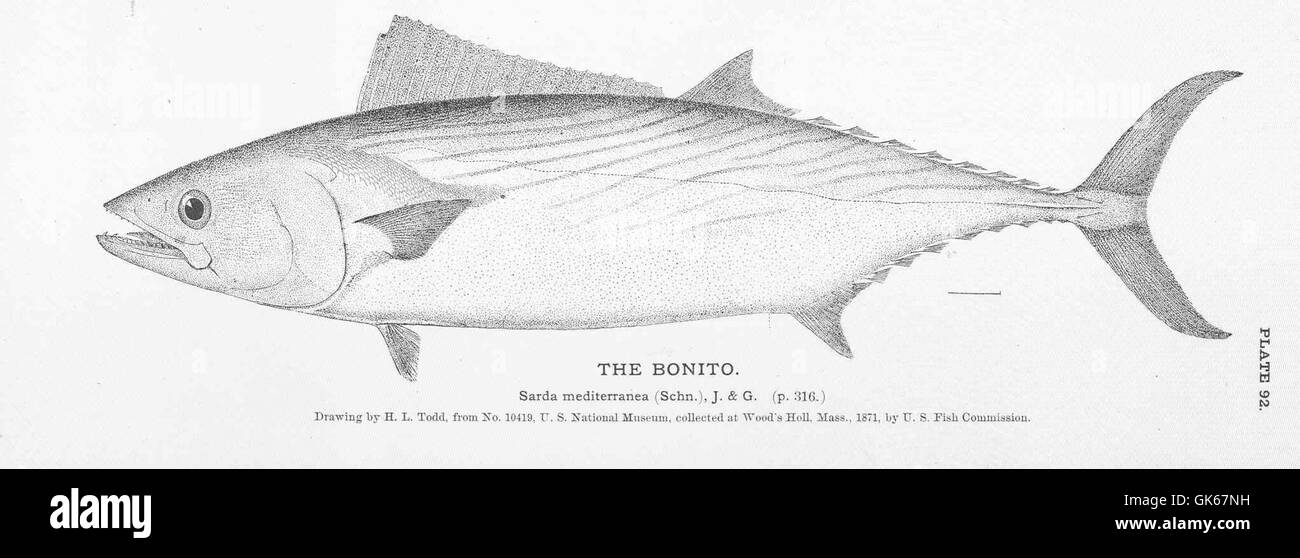 Bonito est une espèce de poisson à nage rapide appartenant à la famille du maquereau. Présent dans les océans chauds du monde entier, il est très prisé par les pêcheurs commerciaux et sportifs pour sa vitesse et sa force. La bonite est une prise populaire dans les océans Atlantique et Pacifique. Banque D'Images
