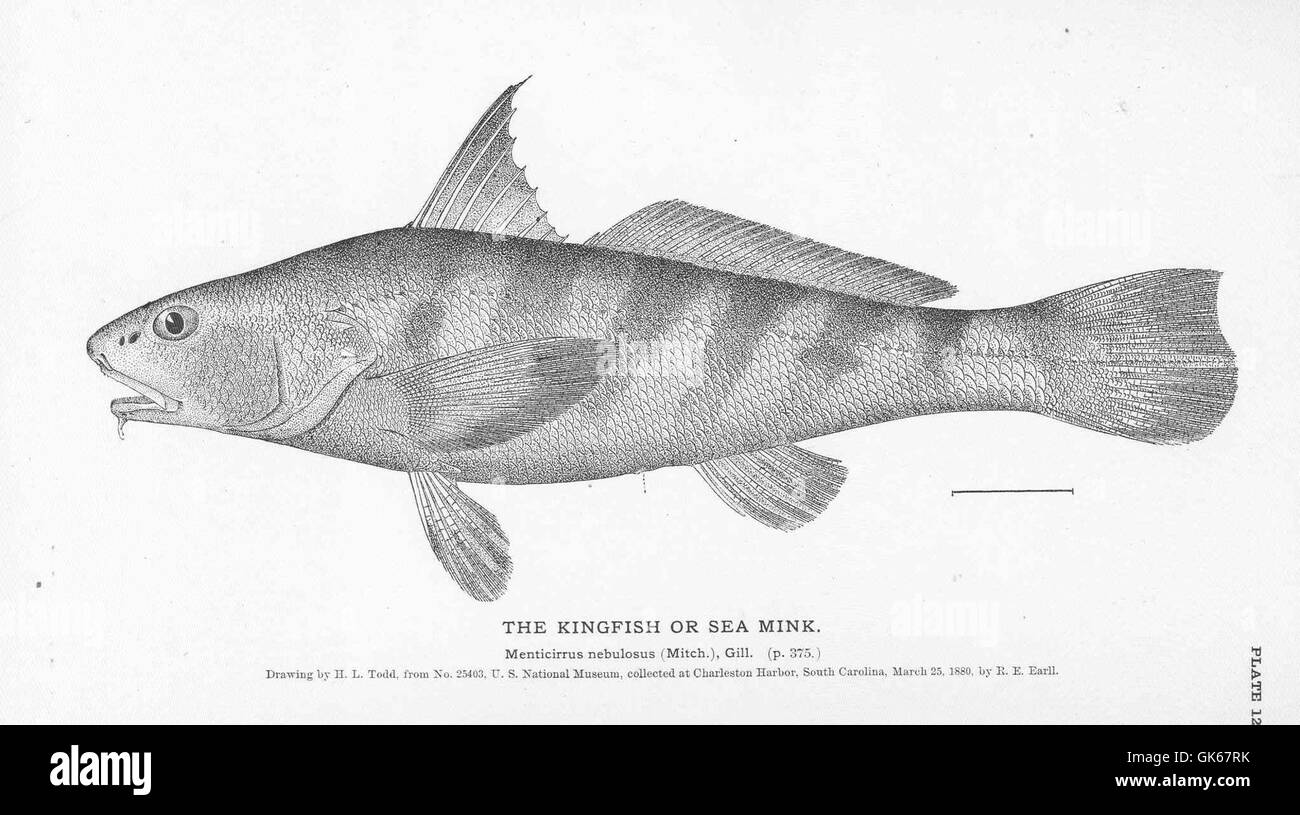 Le Kingfish, également connu sous le nom de vison de mer, était un grand mammifère carnivore qui habitait les eaux côtières du nord-est des États-Unis. Elle était historiquement prisée pour sa fourrure avant de disparaître au XIXe siècle. Banque D'Images
