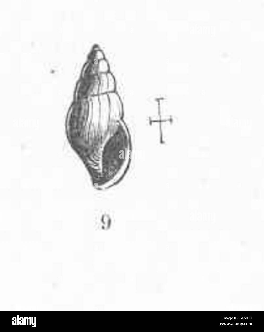 Astyris zonalis est une espèce de mollusque gastéropode marin. Cette espèce se trouve généralement dans les milieux marins peu profonds, où elle se nourrit d’algues et joue un rôle dans la dynamique des écosystèmes côtiers. Banque D'Images