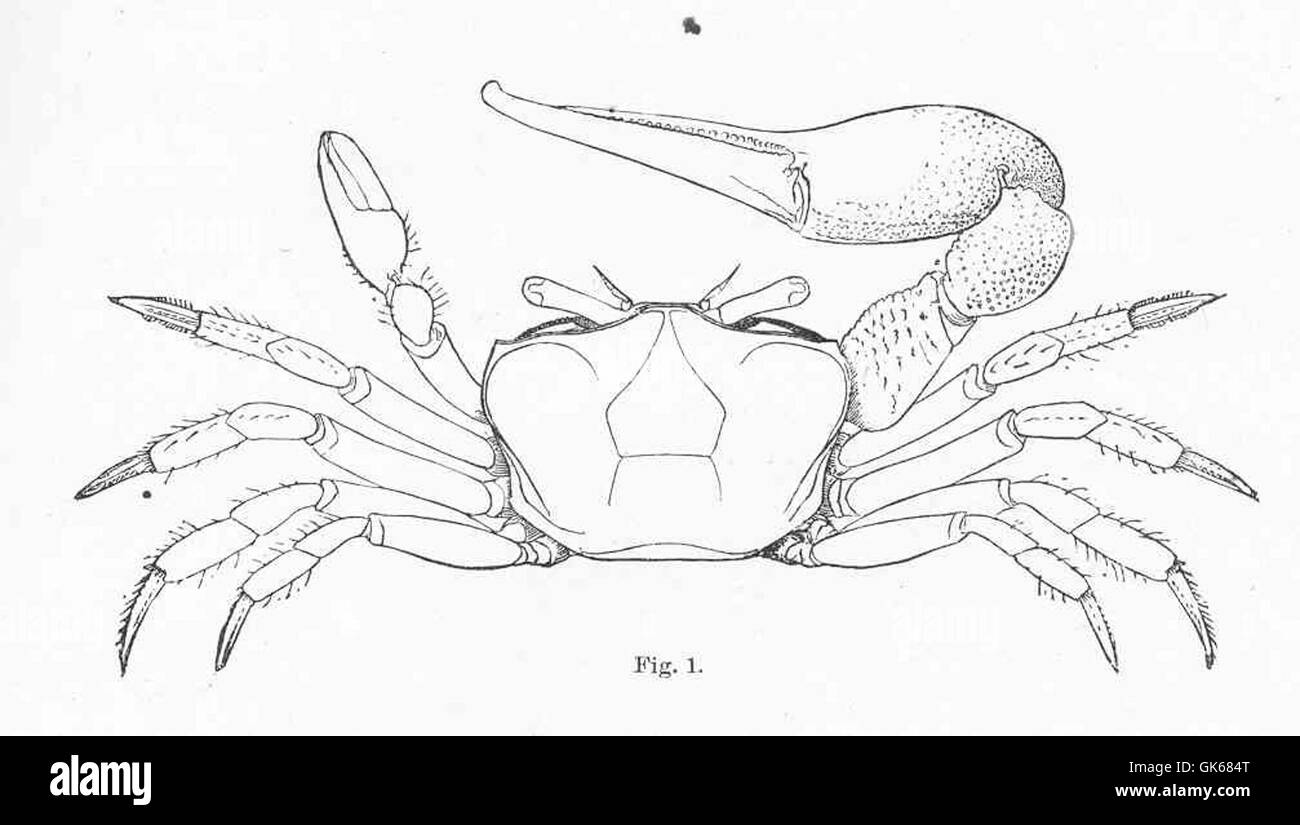 51205 Fiddler, Crabe Gelasimus pugilator, Latreille, mâle Banque D'Images