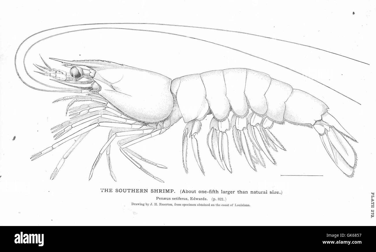 La crevette australe est un crustacé commercialement important que l'on trouve dans les eaux chaudes du sud des États-Unis. Ces crevettes sont essentielles à la fois aux pêches locales et au réseau trophique marin, où elles servent de proies à de nombreux prédateurs. Banque D'Images