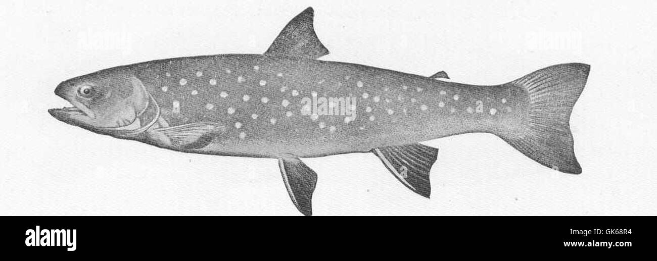 *Salvelinus malma*, ou truite Dolly Varden, est un poisson d’eau froide que l’on trouve dans les régions septentrionales de l’Amérique du Nord. Cette image montre l'espèce dans le lac Pend d'oreille, Idaho, connu pour sa coloration vibrante et son fort comportement prédateur. Banque D'Images