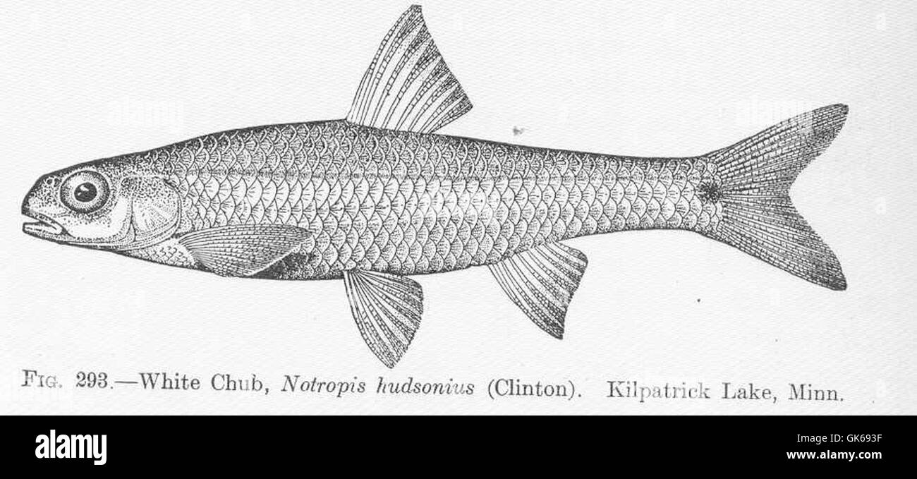 Notropis hudsonius (Notropis hudsonius) est un poisson d'eau douce que l'on trouve dans le lac Kilpatrick, au Minnesota. Cette espèce est une partie importante des écosystèmes riverains et lacustres locaux, fournissant de la nourriture aux grands prédateurs. Banque D'Images