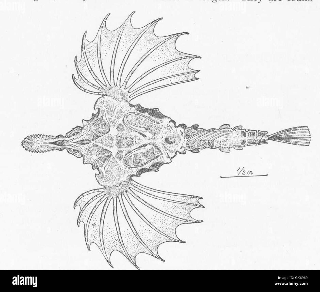 Le Zahses umitengu est une espèce marine trouvée au large de la côte de Misaki, au Japon. Son aspect unique, y compris de grandes nageoires pectorales, en fait une créature distinctive des eaux côtières japonaises. Banque D'Images