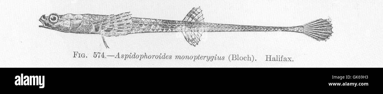 Aspidophoroides monopterygius, une espèce de libellule, se trouve dans les eaux de l'Atlantique, particulièrement près de Halifax. Ce poisson se caractérise par ses longues nageoires pectorales et est une espèce vivant dans le fond. Banque D'Images