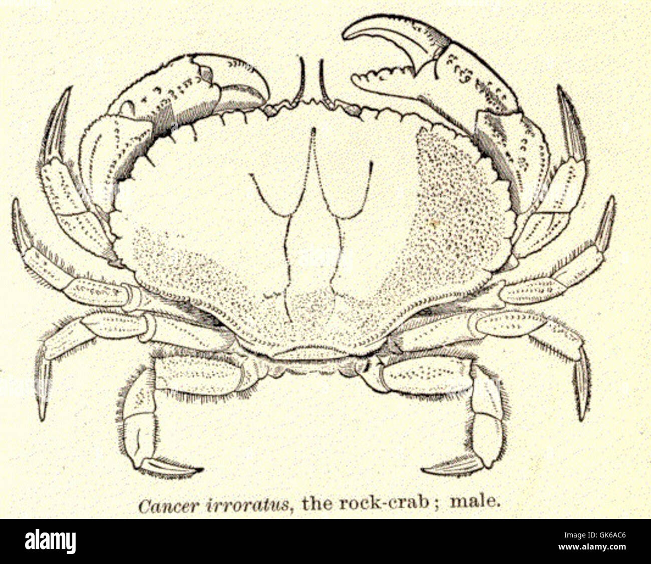 52682 Cancer irroratus, le rock-crab, mâle Banque D'Images