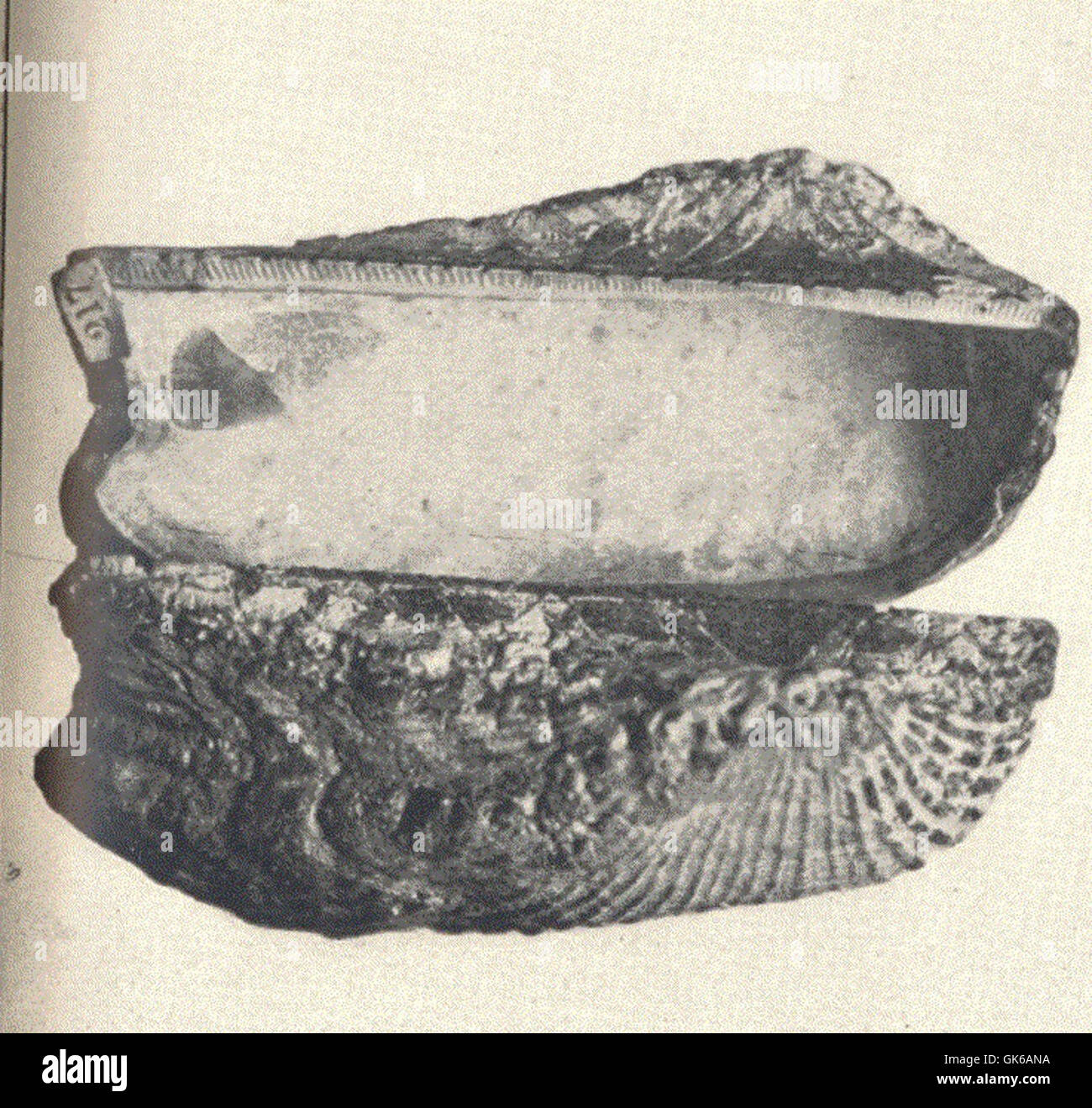 Arca noae, communément appelé palourde de l'Arche de Noé, est une espèce de bivalve marin que l'on trouve dans les régions côtières. Elle se caractérise par sa coquille épaisse et striée et son rôle écologique dans la filtration de l'eau. Banque D'Images