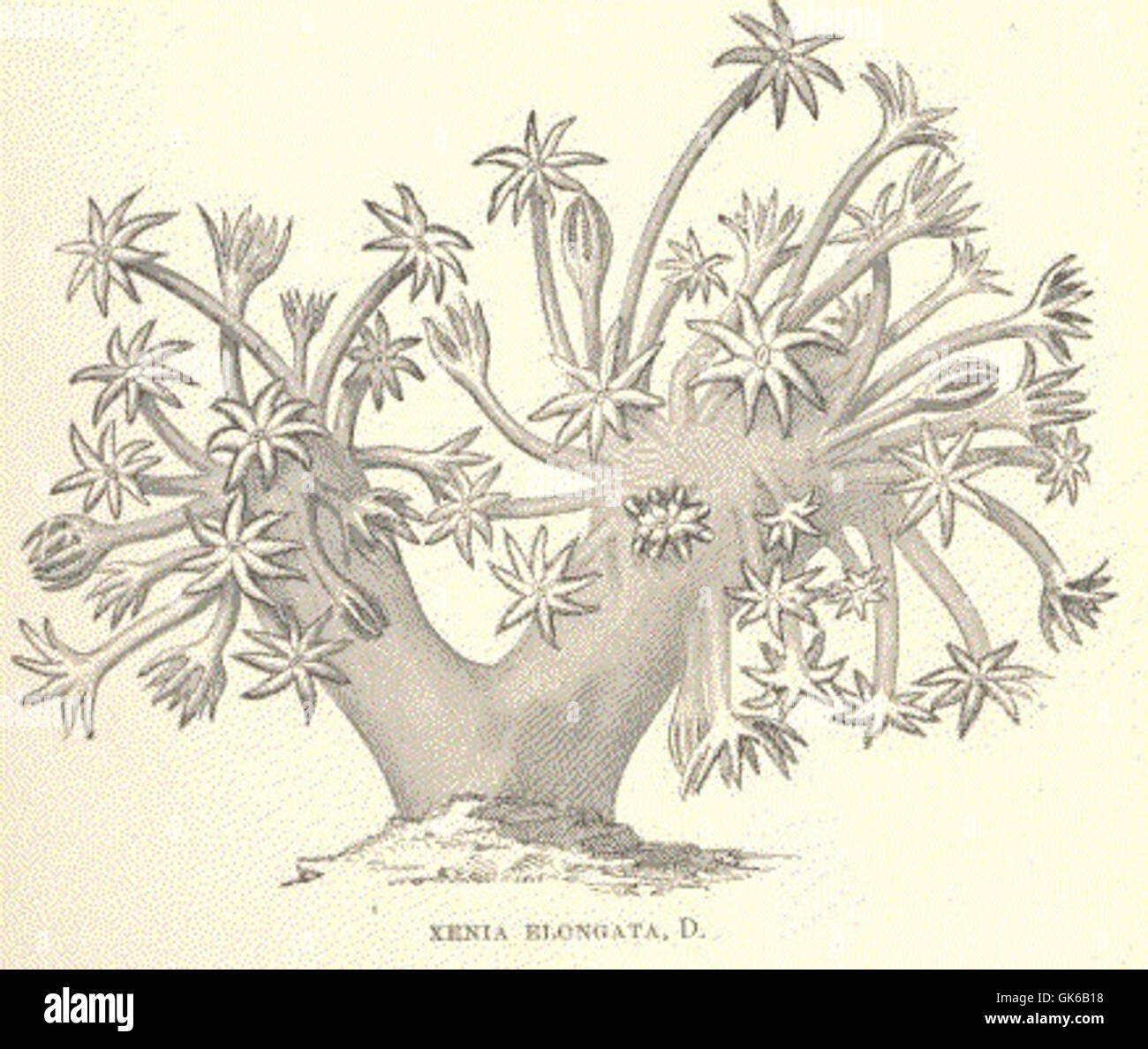 Cette illustration d'un manuscrit ancien représente l'espèce végétale *Xenia elongata*, en soulignant ses caractéristiques délicates avec une précision botanique minutieuse. Banque D'Images Cette illustration d'un manuscrit ancien représente l'espèce végétale *Xenia elongata*, en soulignant ses caractéristiques délicates avec une précision botanique minutieuse. Banque D'Images