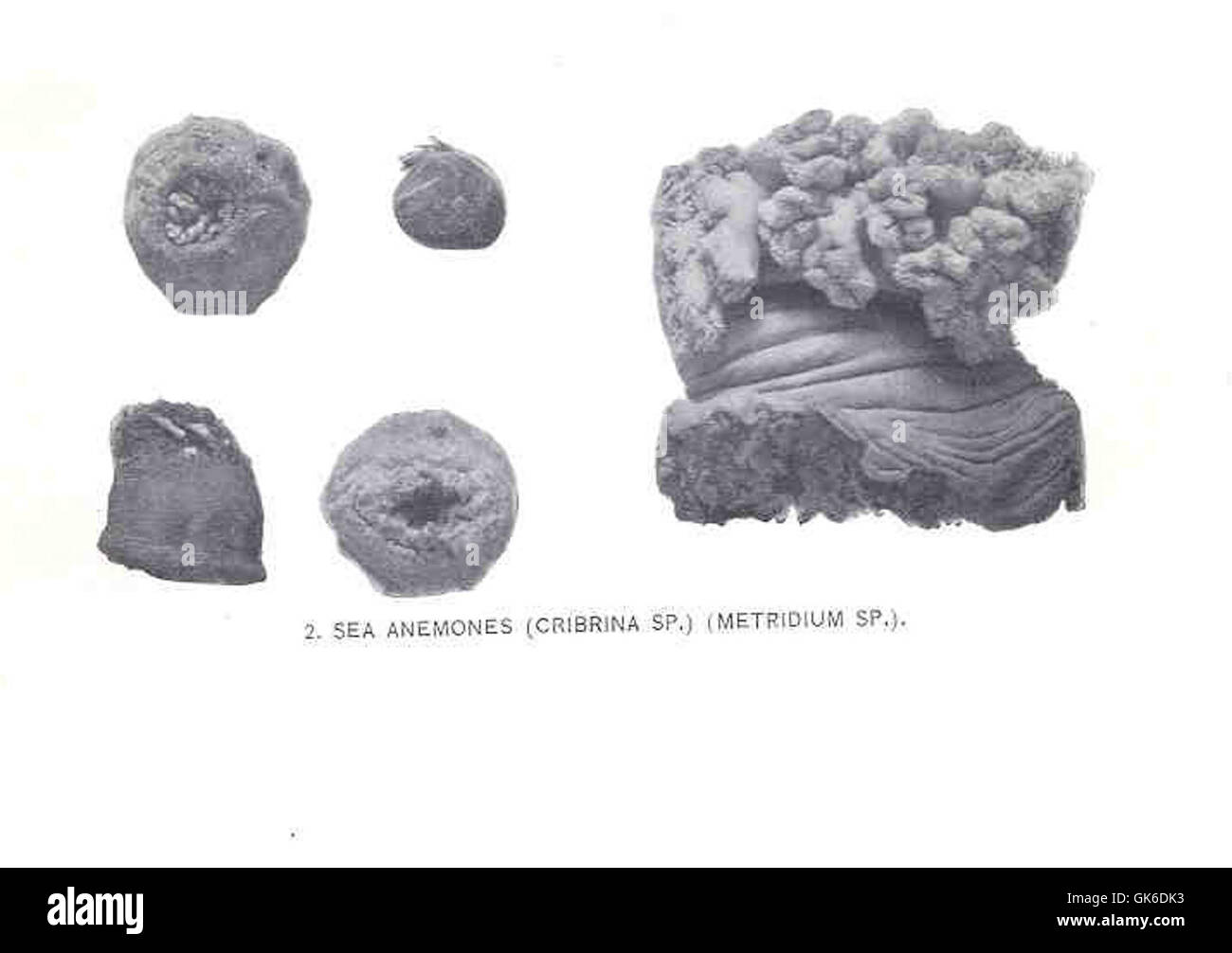 Les anémones de mer, y compris des espèces telles que Cribrina sp et Metridium sp, sont des invertébrés marins qui présentent une variété de couleurs et de formes. Ils utilisent leurs tentacules pour capturer des proies et se trouvent généralement dans des environnements côtiers rocheux, où ils se fixent aux surfaces. Banque D'Images