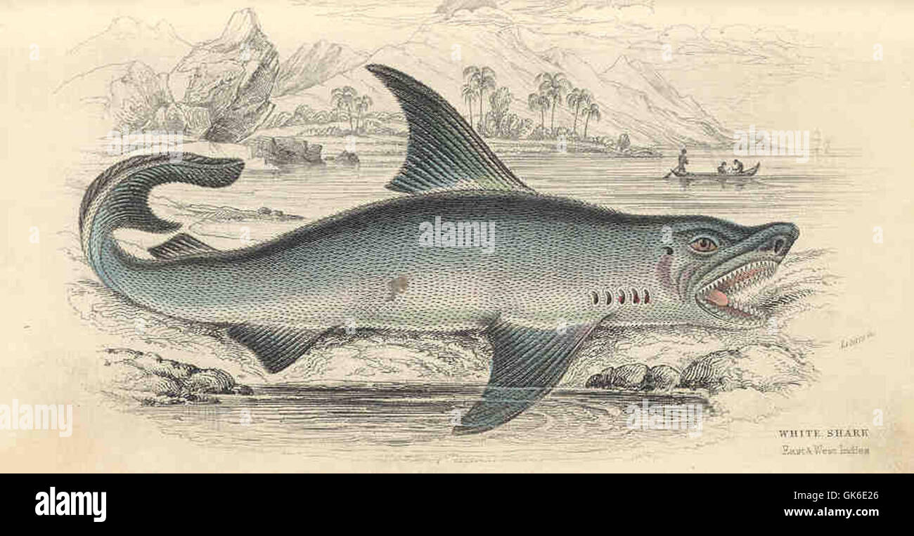 Le requin blanc (Carcharodon carcharias) est un grand poisson prédateur connu pour sa puissance et sa taille. On le trouve dans les eaux côtières et au large des côtes, en particulier dans les régions tempérées et subtropicales. Banque D'Images