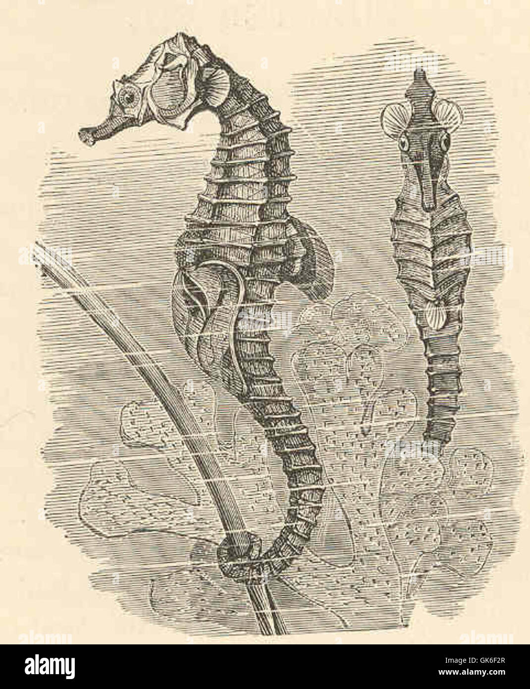 Les hippocampe (*hippocampe*) sont de petits poissons marins connus pour leur apparence unique de cheval et leur posture verticale. Ils se trouvent dans les eaux côtières et sont célèbres pour leur grossesse masculine et leurs rituels d'accouplement complexes. Banque D'Images