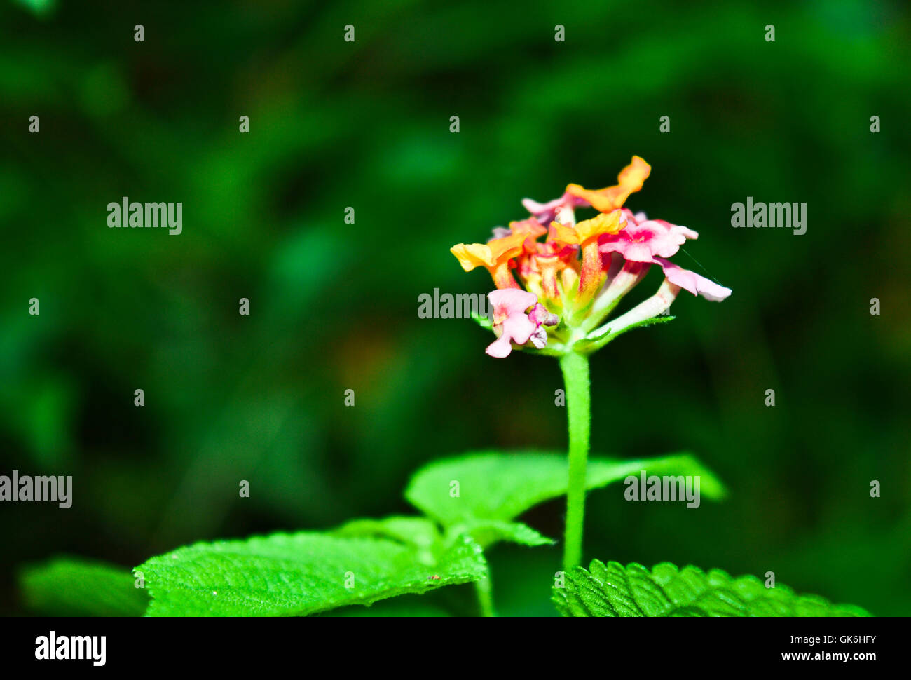 Fleur de fleur Banque D'Images