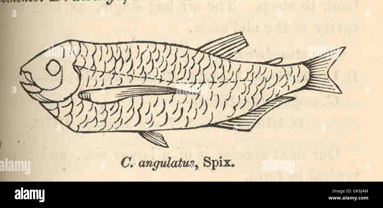 38597 Chalceus angulatus, Spix Banque D'Images