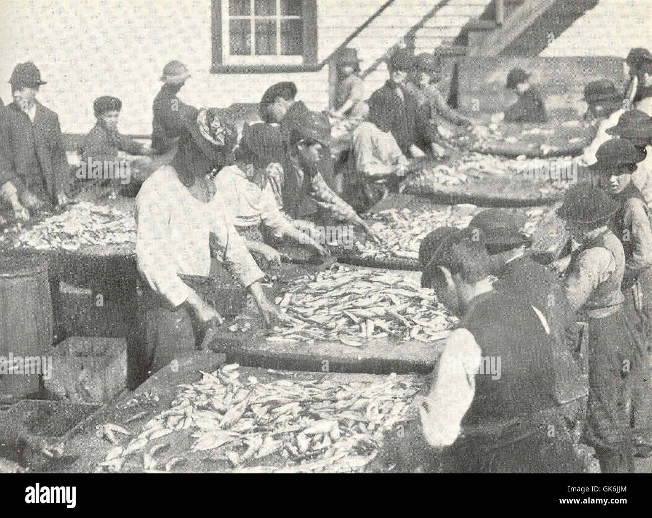 Cette image illustre le processus d'habillage du hareng pour les sardines dans le Maine, une étape critique dans l'industrie de la mise en conserve de sardine. Le processus consiste à préparer le hareng pour sa conservation et à l'emballer sous forme de sardines. Banque D'Images