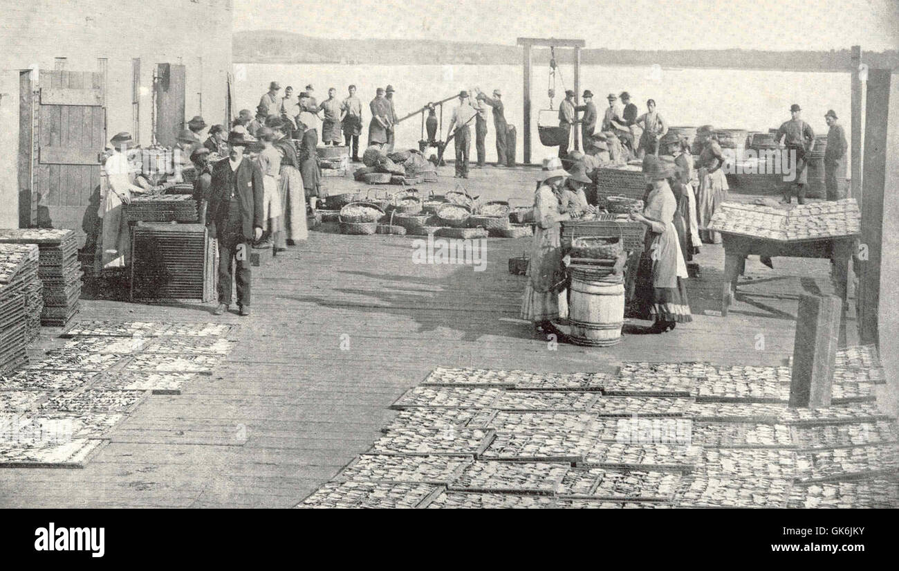 À la conserverie de sardine à Eastport, dans le Maine, les poissons sont débarqués, nettoyés, lavés et écaillés pour être transformés. Cela représente les étapes essentielles de la préparation des sardines pour la distribution commerciale et le conditionnement. Banque D'Images