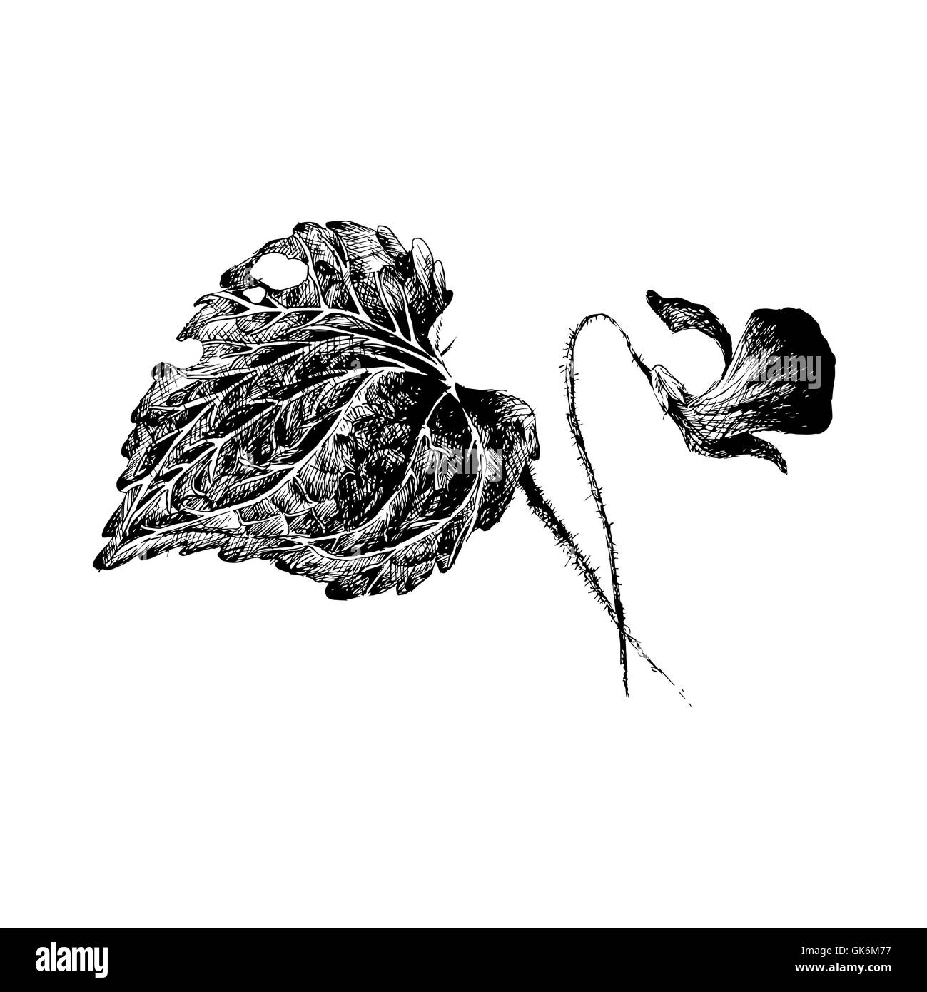 Vector violette par l'éclosion en EPS, les croquis de fleurs par pen Illustration de Vecteur