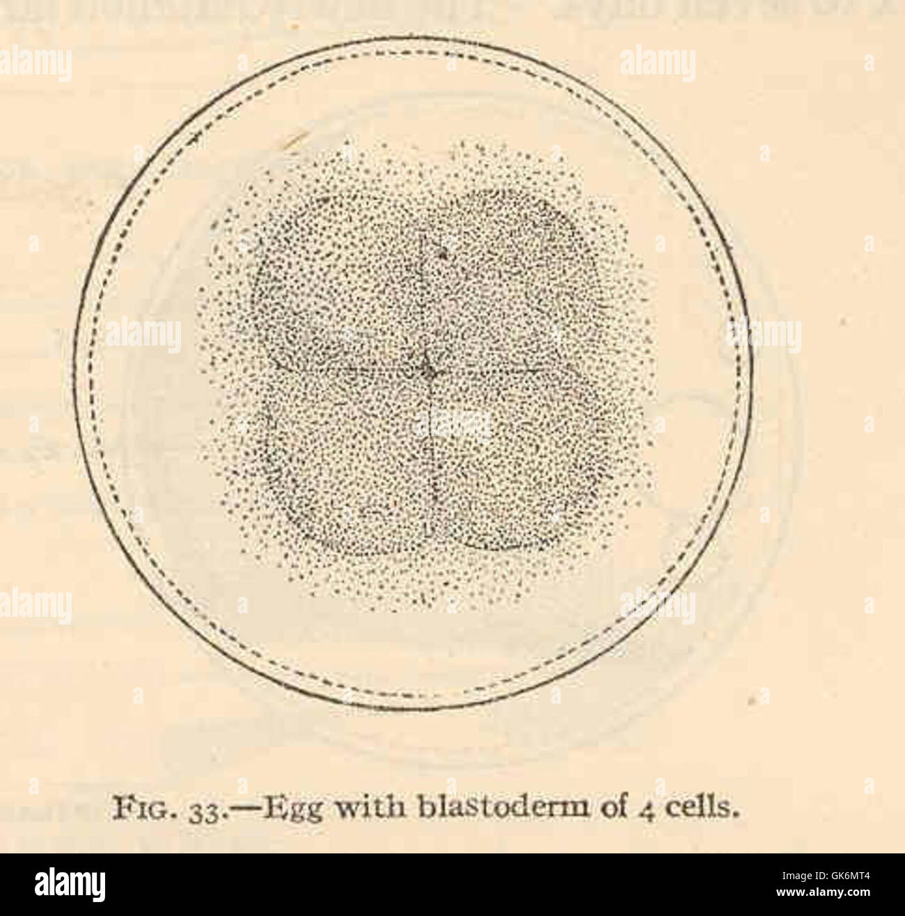 Kirtlandia vagrans, une espèce d'oiseau de la famille des Icteridae, est connue pour sa structure unique d'oeufs. L'image montre l'œuf avec un blastoderme au stade à quatre cellules, fournissant un aperçu des premiers stades du développement et de l'embryologie des oiseaux. Banque D'Images