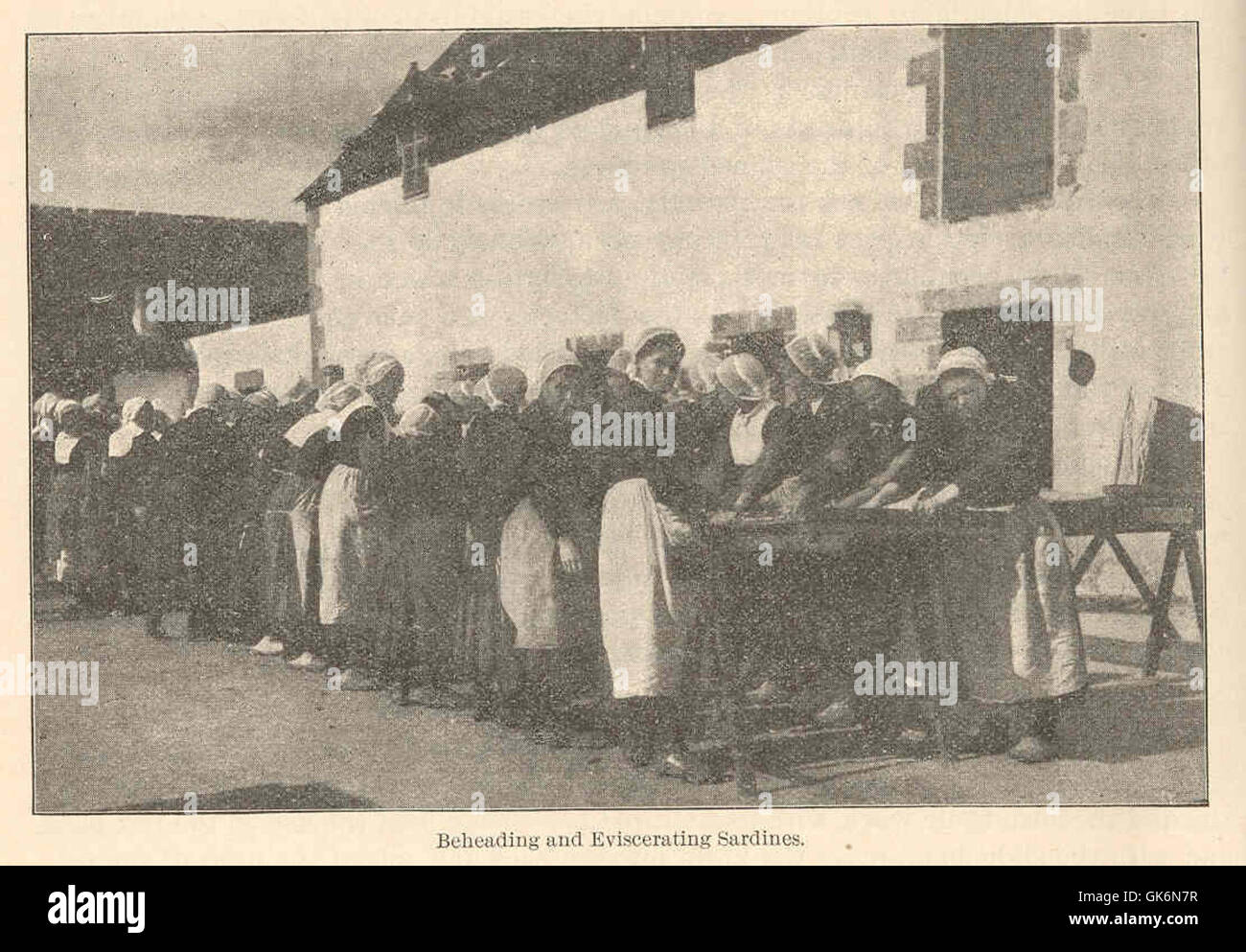 Le processus de décapitation et d'éviscération des sardines est une étape courante dans la préparation du poisson pour la transformation et l'emballage. Cette méthode garantit que le poisson est propre et prêt à être consommé ou mis en conserve. Banque D'Images