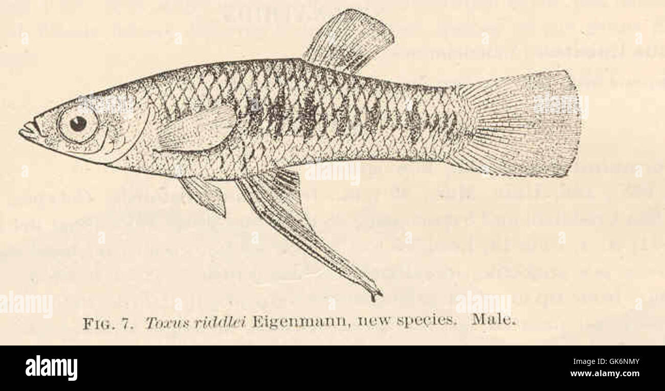 Toxus riddlei est une espèce de poisson nouvellement découverte, classée par Eigenmann. Ce spécimen mâle représente l'une des premières observations de cette espèce, qui se caractérise par sa morphologie et son habitat uniques dans les cours d'eau douce. Banque D'Images