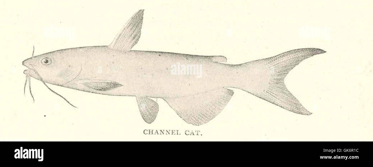 41803 Channel Cat (Ictalurus punctatus Rafinesque) Banque D'Images