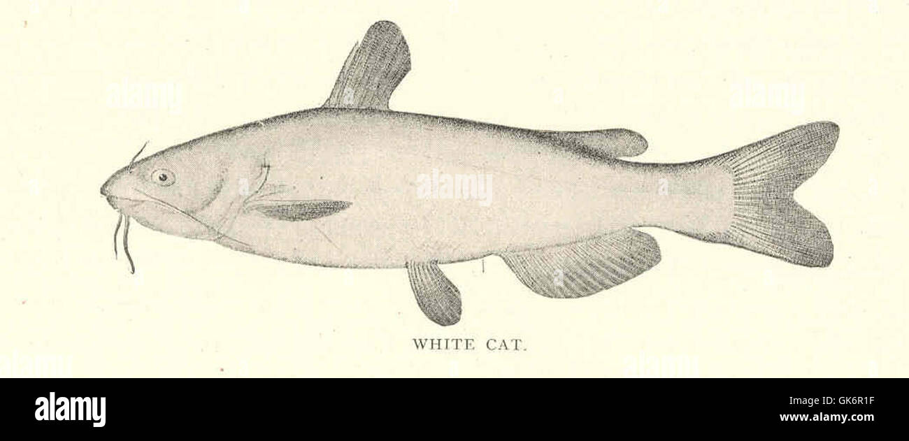 Le poisson-chat blanc (Ameiurus catus), décrit pour la première fois par Linné, est une espèce d'eau douce présente en Amérique du Nord, caractérisée par ses longs barbillons et son corps aplati. Banque D'Images