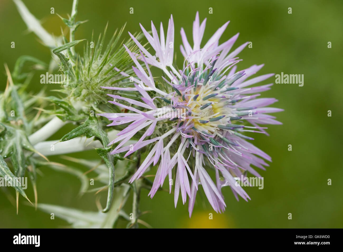Purple Milk Thistle (Galactites tomentosa) flower Banque D'Images