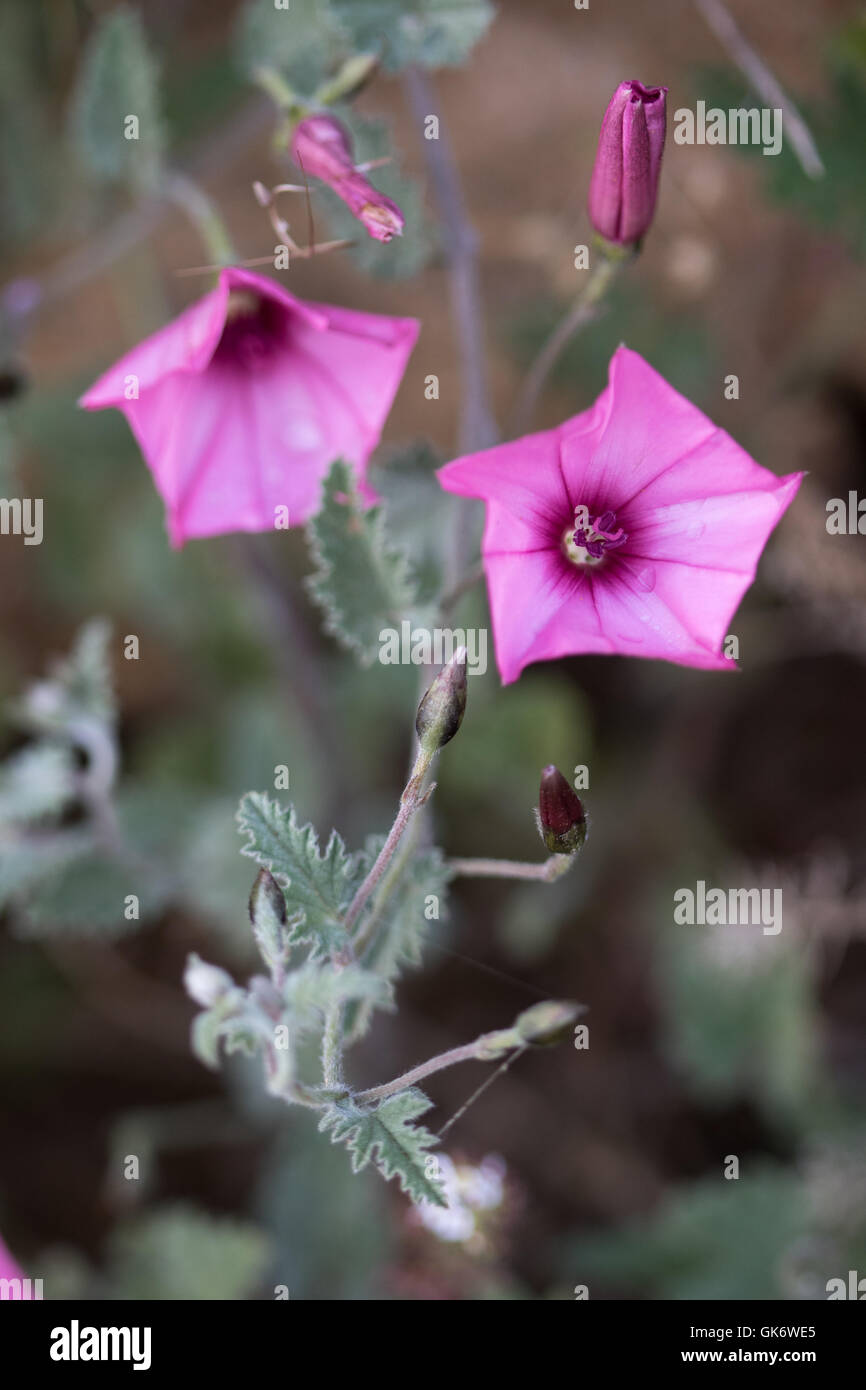 Liseron des champs (Convolvulus althaeoides mauve fleurs) Banque D'Images