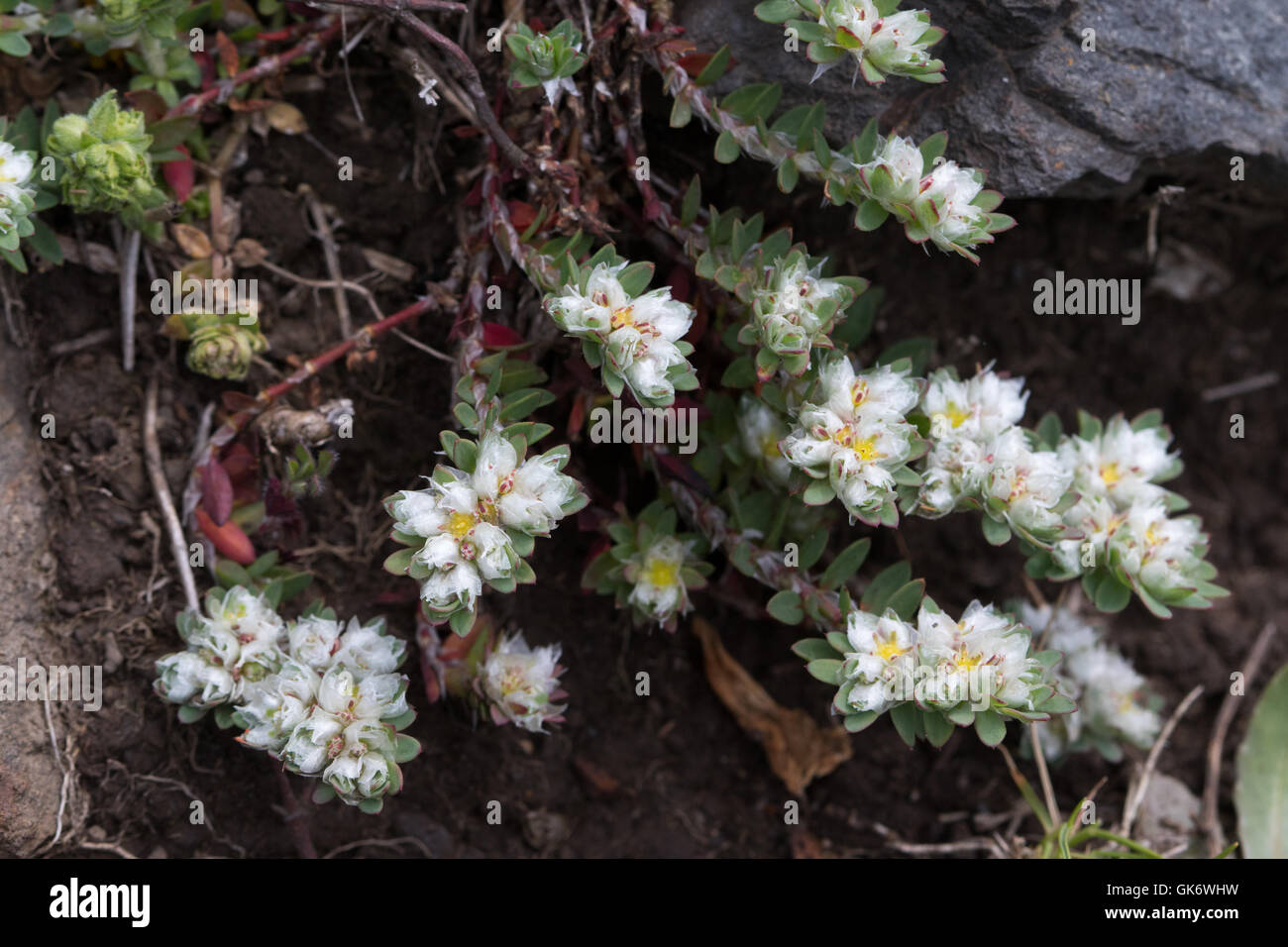Paronychia argentea (Plateau algérien) fleurs Banque D'Images