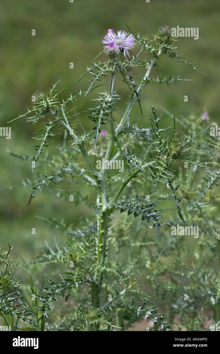 Purple Milk Thistle (Galactites tomentosa) Banque D'Images