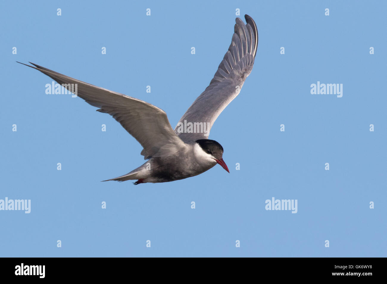 Guifette Moustac adultes (Chlidonias hybridus) en vol Banque D'Images