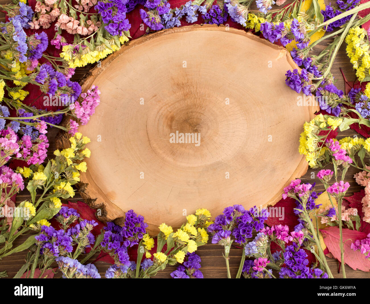 Fleurs séchées statice multicolores autour d'arbre coupé Banque D'Images