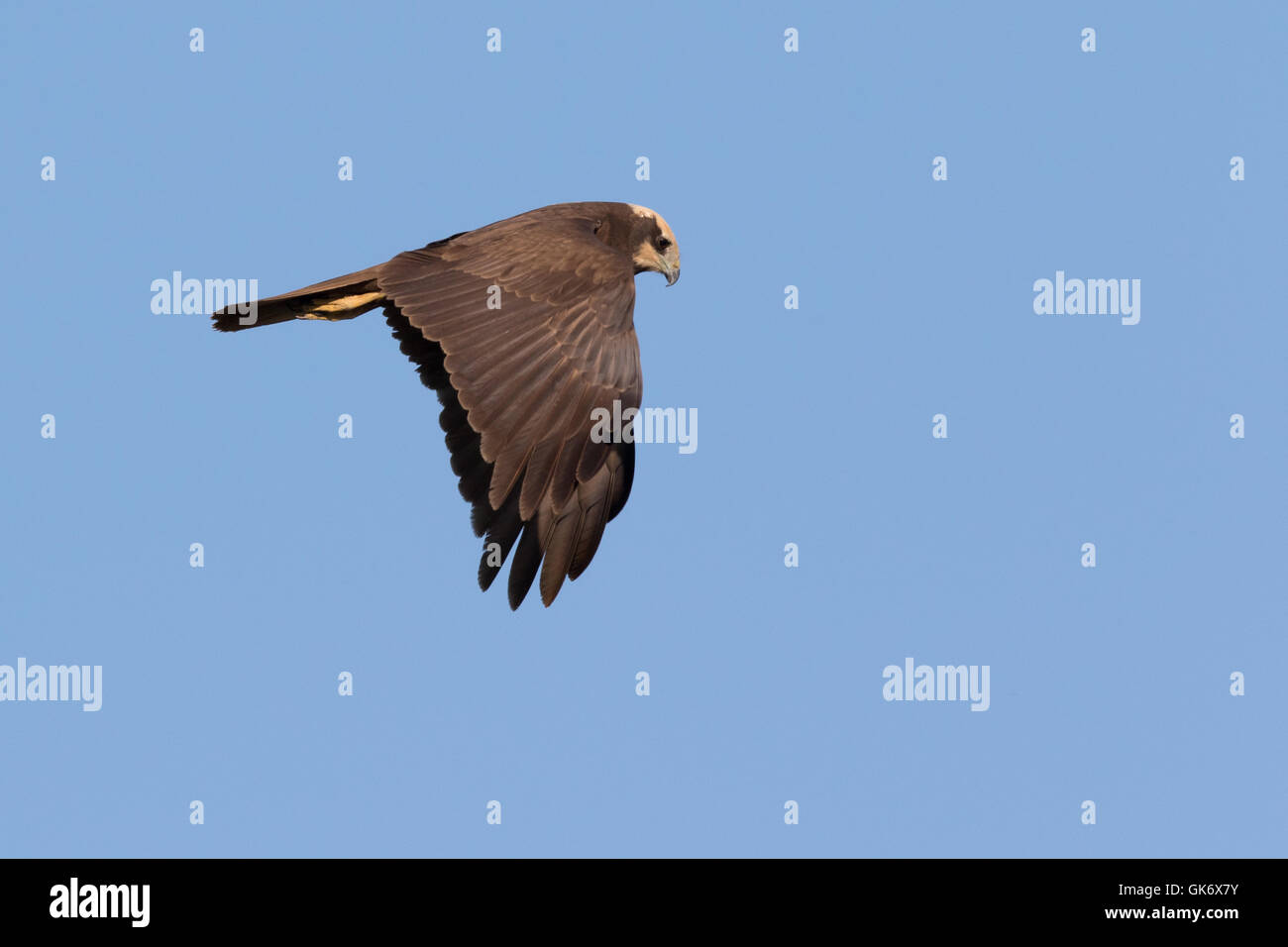 Femme Western Marsh-Harrier (Circus aeruginosus) en vol Banque D'Images