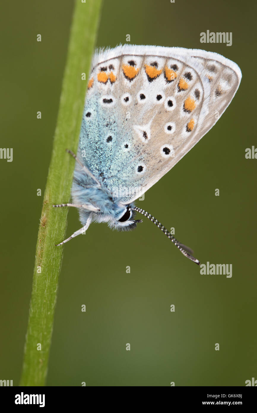 Blue (Polyommatus icarus commune) se percher sur une herbe-stem Banque D'Images