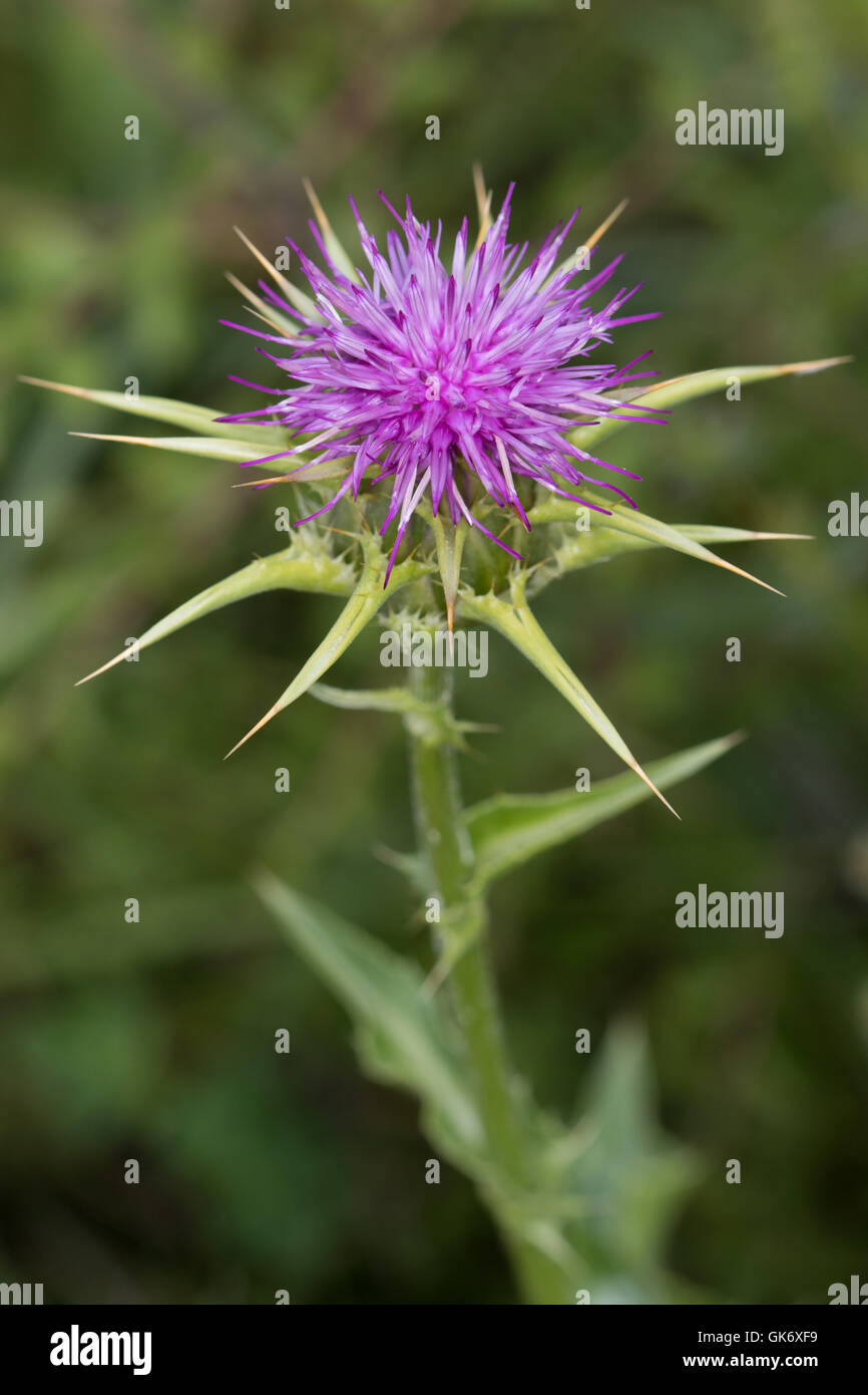 Le chardon-Marie (Silybum marianum) flower Banque D'Images