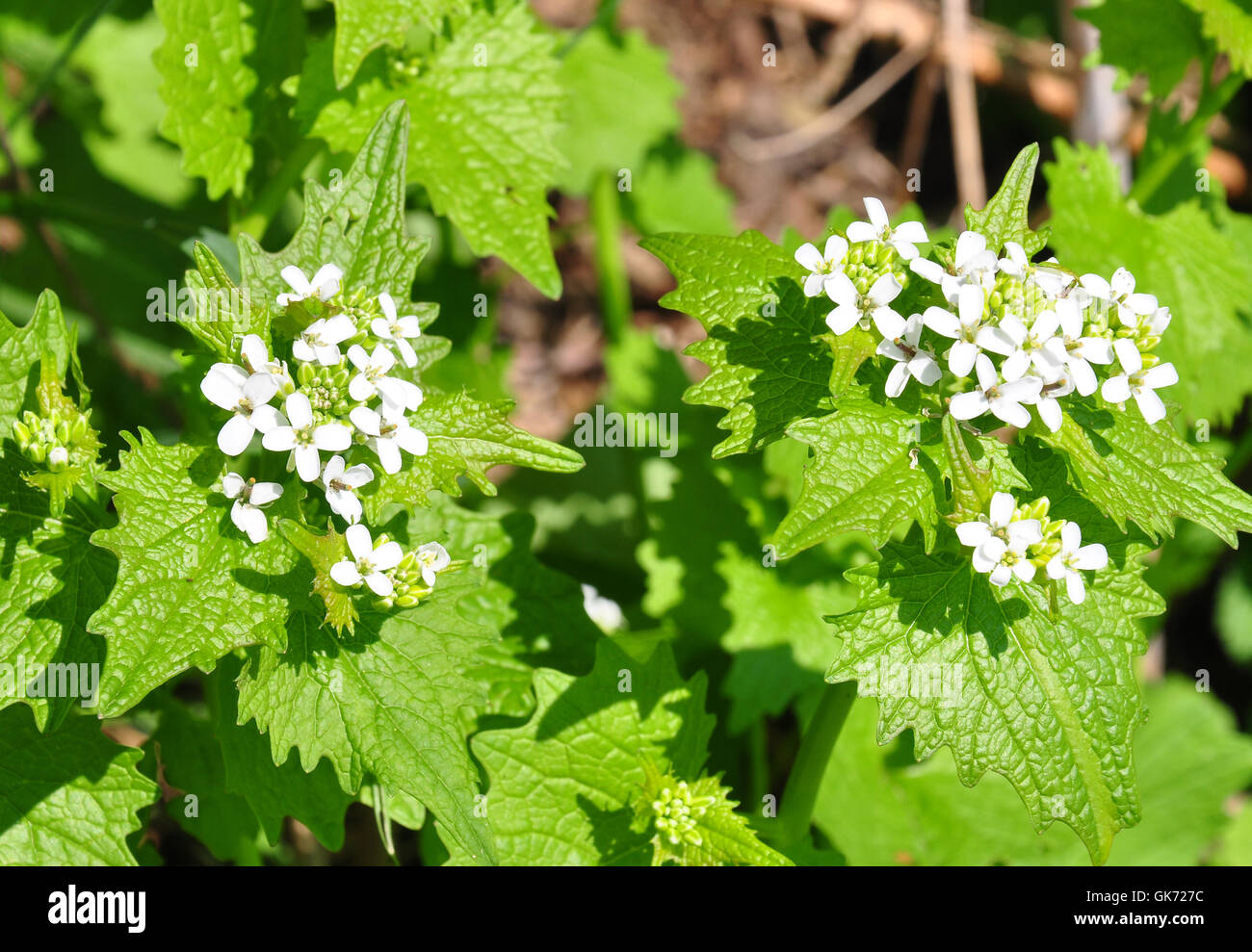 L'ail (Alliaria petiolata) Banque D'Images
