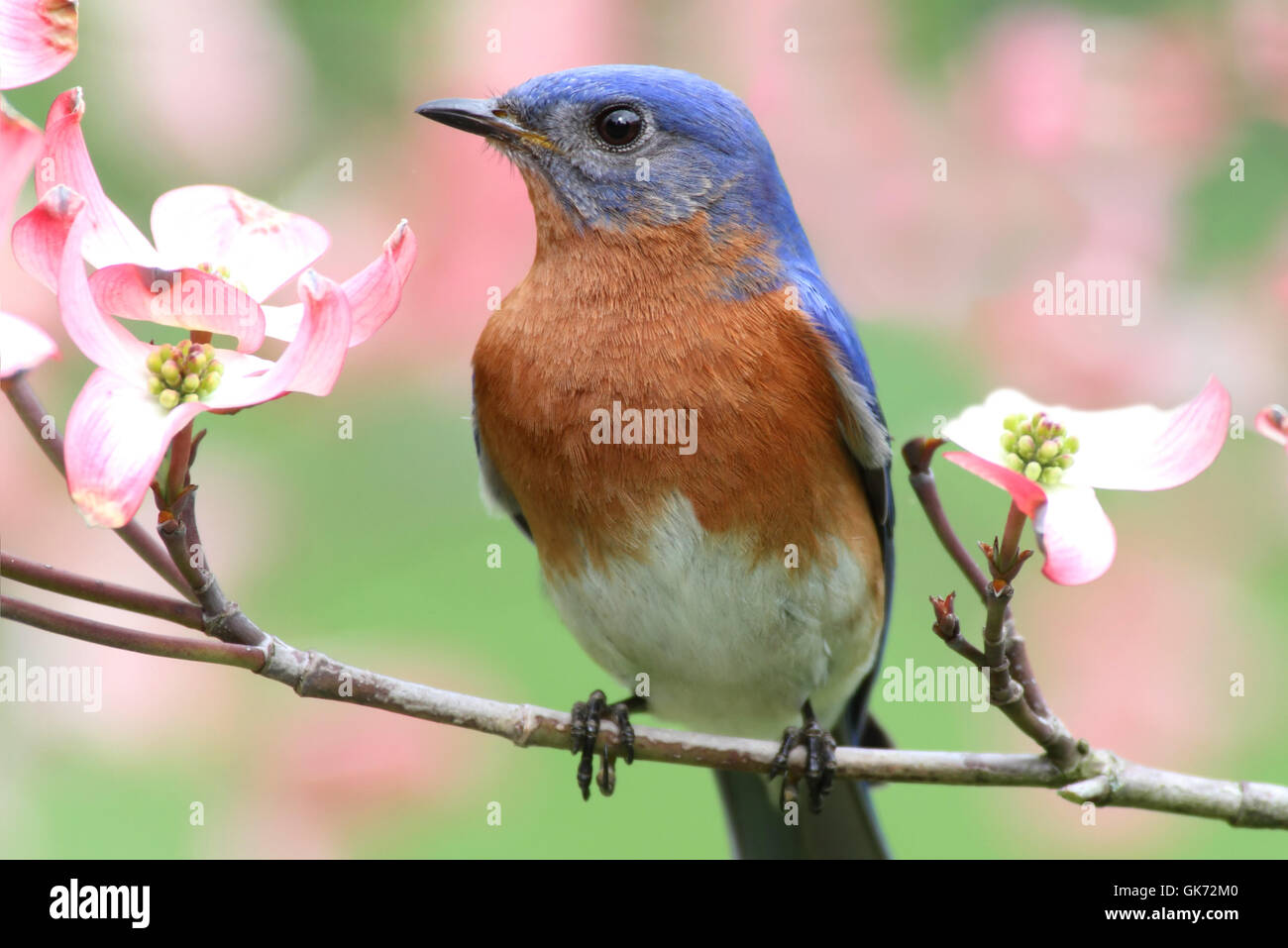 oiseau bleu sauvage Banque D'Images