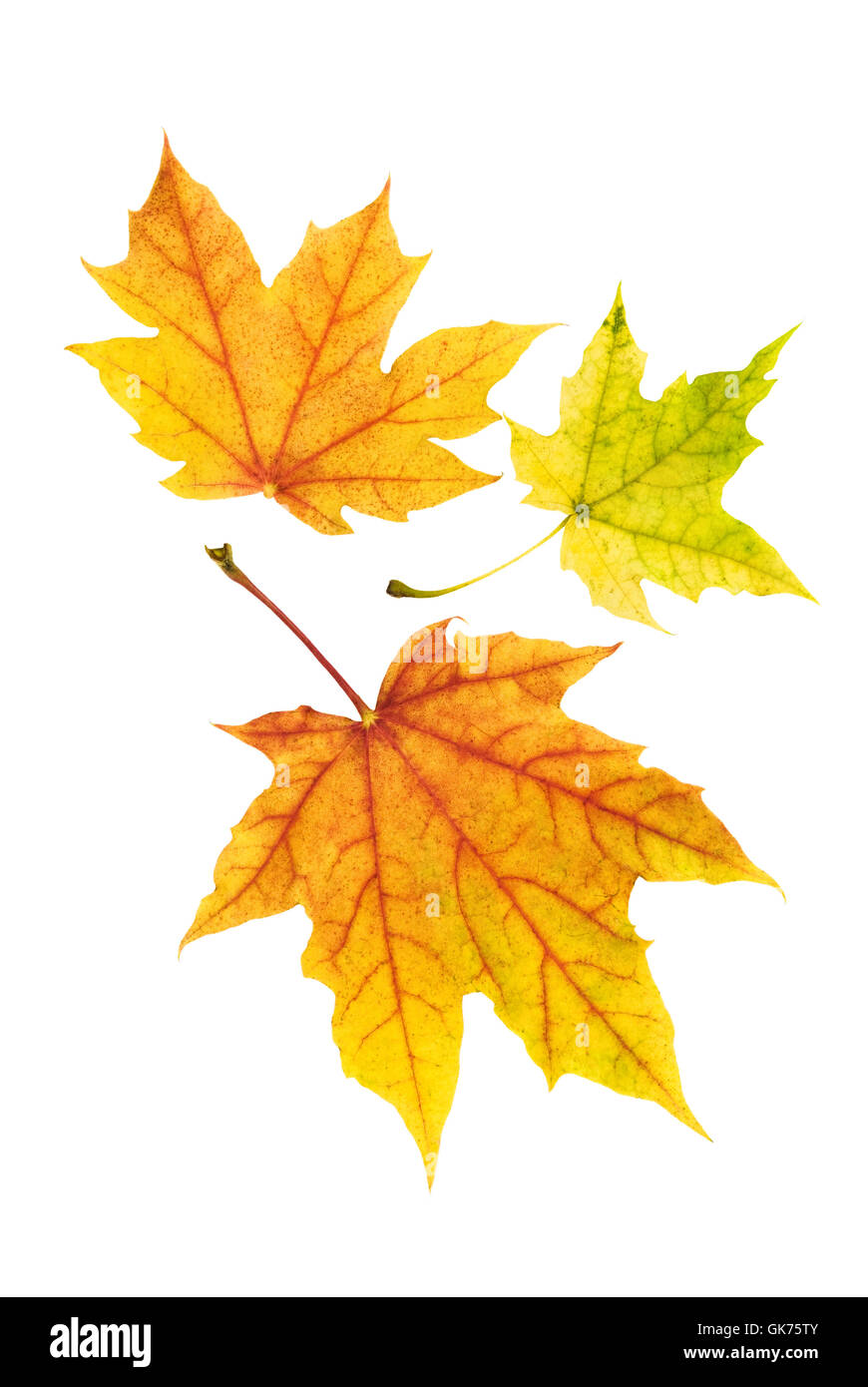 Trois belles feuilles d'érable colorées Banque D'Images