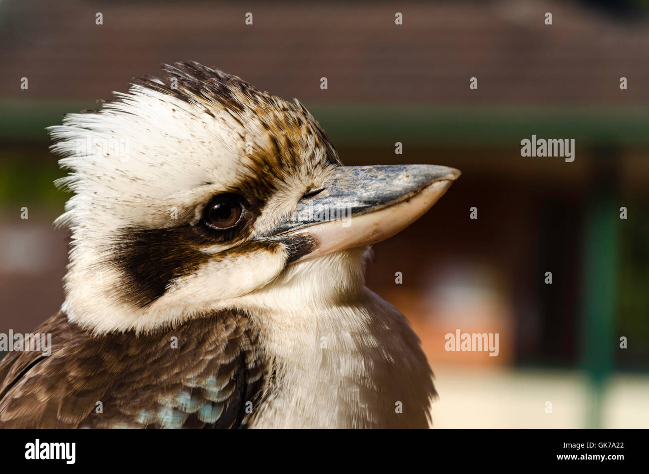 Un gros plan d'un Kookaburra (Dacelo novaeguineae) en train de rire dans un cadre urbain en Australie, à côté de regarder la caméra Banque D'Images